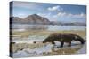 Komodo Dragon (Varanus Komodoensis) Walking with Tongue Extended on Beach-Mark Macewen-Stretched Canvas