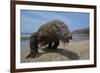 Komodo Dragon (Varanus Komodoensis) with Tongue Extended on Beach, Komodo National Park, Indonesia-Mark Macewen-Framed Photographic Print