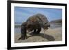 Komodo Dragon (Varanus Komodoensis) with Tongue Extended on Beach, Komodo National Park, Indonesia-Mark Macewen-Framed Photographic Print