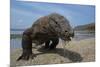 Komodo Dragon (Varanus Komodoensis) with Tongue Extended on Beach, Komodo National Park, Indonesia-Mark Macewen-Mounted Photographic Print