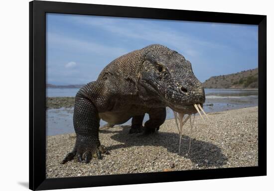 Komodo Dragon (Varanus Komodoensis) with Tongue Extended on Beach, Komodo National Park, Indonesia-Mark Macewen-Framed Photographic Print