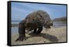 Komodo Dragon (Varanus Komodoensis) with Tongue Extended on Beach, Komodo National Park, Indonesia-Mark Macewen-Framed Stretched Canvas