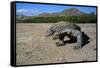 Komodo Dragon-Peter Scoones-Framed Stretched Canvas