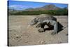 Komodo Dragon-Peter Scoones-Stretched Canvas