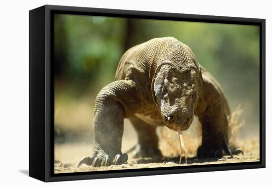 Komodo Dragon-Adrian Warren-Framed Stretched Canvas