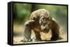 Komodo Dragon-Adrian Warren-Framed Stretched Canvas