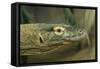 Komodo Dragon-Joe McDonald-Framed Stretched Canvas