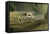 Komodo Dragon-Joe McDonald-Framed Stretched Canvas