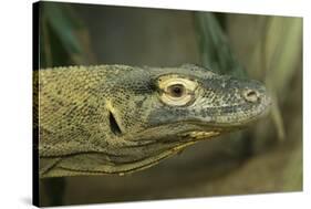 Komodo Dragon-Joe McDonald-Stretched Canvas