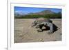 Komodo Dragon-Peter Scoones-Framed Photographic Print