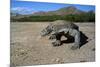 Komodo Dragon-Peter Scoones-Mounted Photographic Print