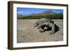 Komodo Dragon-Peter Scoones-Framed Photographic Print