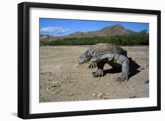 Komodo Dragon-Peter Scoones-Framed Photographic Print