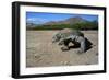 Komodo Dragon-Peter Scoones-Framed Photographic Print