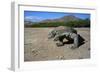 Komodo Dragon-Peter Scoones-Framed Photographic Print