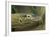 Komodo Dragon-Joe McDonald-Framed Photographic Print