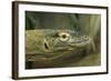 Komodo Dragon-Joe McDonald-Framed Photographic Print