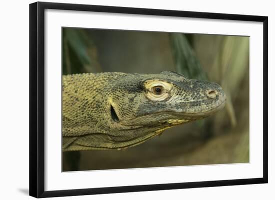 Komodo Dragon-Joe McDonald-Framed Photographic Print