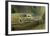 Komodo Dragon-Joe McDonald-Framed Photographic Print