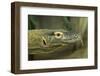 Komodo Dragon-Joe McDonald-Framed Photographic Print