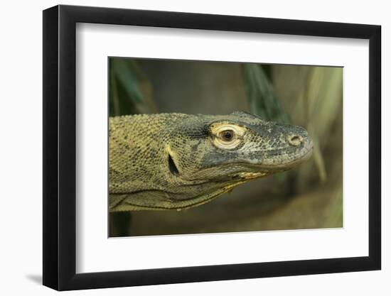 Komodo Dragon-Joe McDonald-Framed Photographic Print