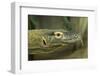 Komodo Dragon-Joe McDonald-Framed Photographic Print