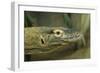 Komodo Dragon-Joe McDonald-Framed Photographic Print