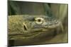 Komodo Dragon-Joe McDonald-Mounted Photographic Print