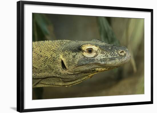 Komodo Dragon-Joe McDonald-Framed Photographic Print