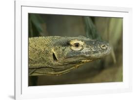 Komodo Dragon-Joe McDonald-Framed Photographic Print