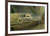 Komodo Dragon-Joe McDonald-Framed Photographic Print