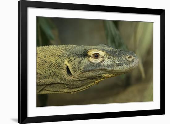 Komodo Dragon-Joe McDonald-Framed Photographic Print