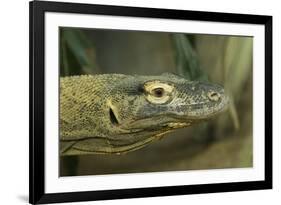 Komodo Dragon-Joe McDonald-Framed Photographic Print
