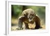 Komodo Dragon-Adrian Warren-Framed Photographic Print