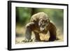 Komodo Dragon-Adrian Warren-Framed Photographic Print