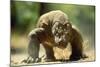 Komodo Dragon-Adrian Warren-Mounted Photographic Print