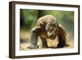 Komodo Dragon-Adrian Warren-Framed Photographic Print