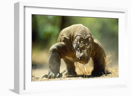 Komodo Dragon-Adrian Warren-Framed Photographic Print