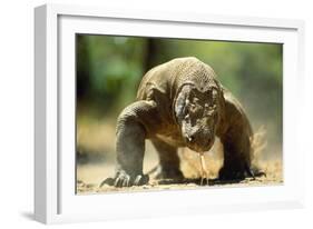 Komodo Dragon-Adrian Warren-Framed Photographic Print