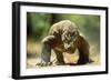 Komodo Dragon-Adrian Warren-Framed Photographic Print