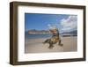 Komodo dragons on shore with saliva dripping from mouth, Komodo National Park, Indonesia-David Fleetham-Framed Photographic Print