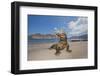 Komodo dragons on shore with saliva dripping from mouth, Komodo National Park, Indonesia-David Fleetham-Framed Photographic Print