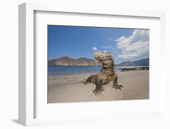 Komodo dragons on shore with saliva dripping from mouth, Komodo National Park, Indonesia-David Fleetham-Framed Photographic Print