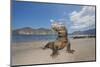 Komodo dragons on shore with saliva dripping from mouth, Komodo National Park, Indonesia-David Fleetham-Mounted Photographic Print