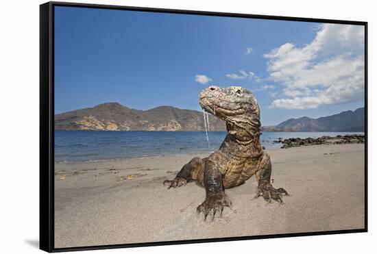 Komodo dragons on shore with saliva dripping from mouth, Komodo National Park, Indonesia-David Fleetham-Framed Stretched Canvas