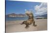 Komodo dragons on shore with saliva dripping from mouth, Komodo National Park, Indonesia-David Fleetham-Stretched Canvas