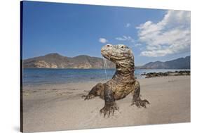 Komodo dragons on shore with saliva dripping from mouth, Komodo National Park, Indonesia-David Fleetham-Stretched Canvas