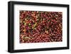 Kona coffee beans, coffee plantation, Big Island, Hawaii, USA-Stuart Westmorland-Framed Photographic Print