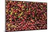 Kona coffee beans, coffee plantation, Big Island, Hawaii, USA-Stuart Westmorland-Mounted Photographic Print