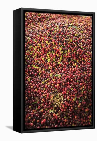 Kona coffee beans, coffee plantation, Big Island, Hawaii, USA-Stuart Westmorland-Framed Stretched Canvas